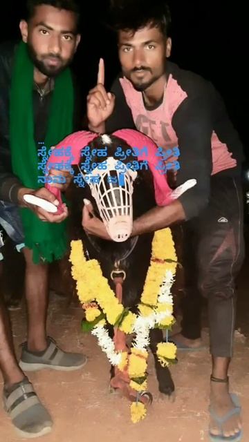 Bettadahuli sheep farm.. смотреть онлайн