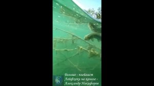 Рыбалка. Завораживает