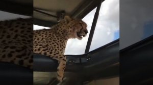 wild chitta jump in Safari car 😳😅