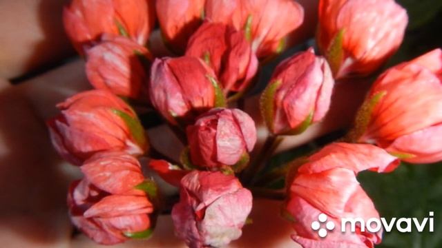 ПЕЛАРГОНИИ ТЮЛЬПАНКИ КОЛЛЕКЦИЯ ЛИПАТОВОЙ АНАСТАСИИ смотреть онлайн