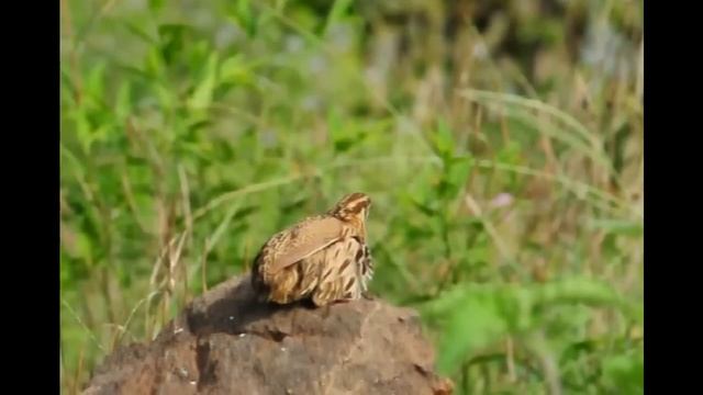 Rain Quail смотреть онлайн