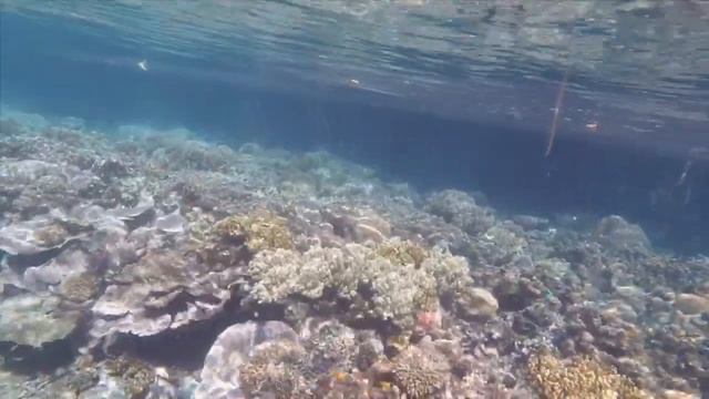 Sailing in the Solomons, surf retreat, village life, crocodile tracks смотреть онлайн