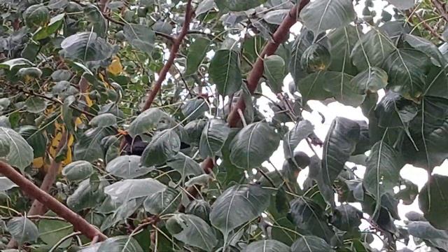 Черный дрозд-Blackbird-שחרור смотреть онлайн