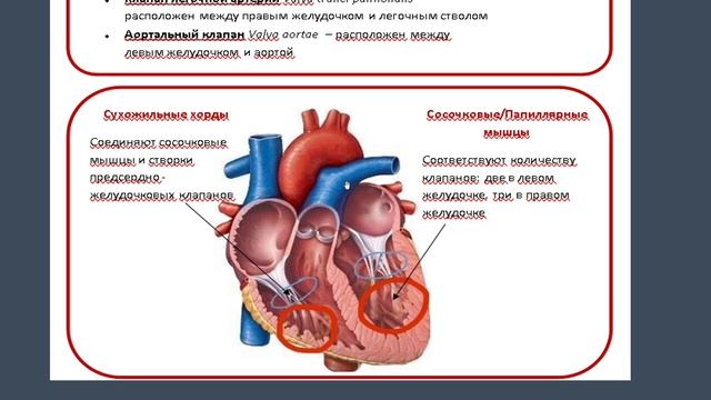 Анатомия сердца. Физиология сердца. смотреть онлайн