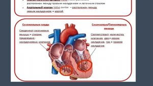 Анатомия сердца. Физиология сердца.