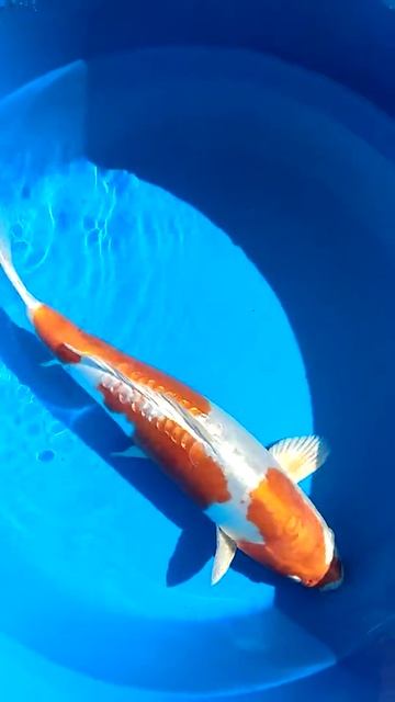 Kikusui. Marusaka. 45 cm. 300 $. Nisai смотреть онлайн