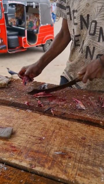 Skipjack Tuna Fish Cutting Skills 🇱🇰 | Little Fish vs Blade | #tuna