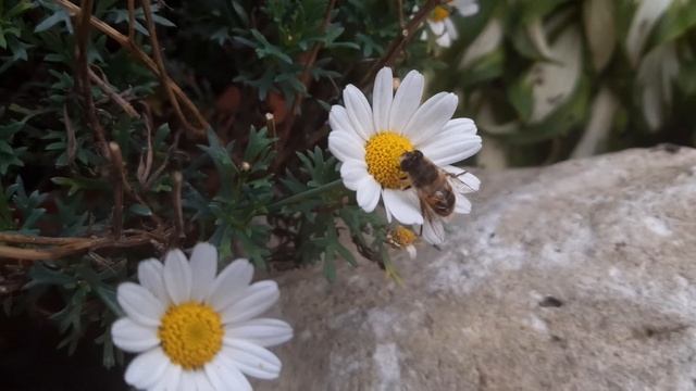 Gnojka wytrwała / Eristalis tenax / Drone fly смотреть онлайн