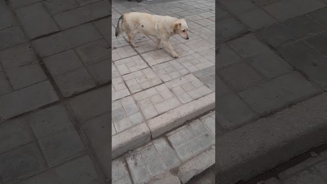 Наши верные друзья