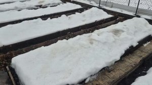 306. Подкормка кустов по снегу. Томаты распикировал.