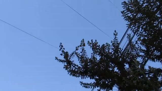 Kiswara (Buddleja coriacea) La Paz, Bolivia смотреть онлайн