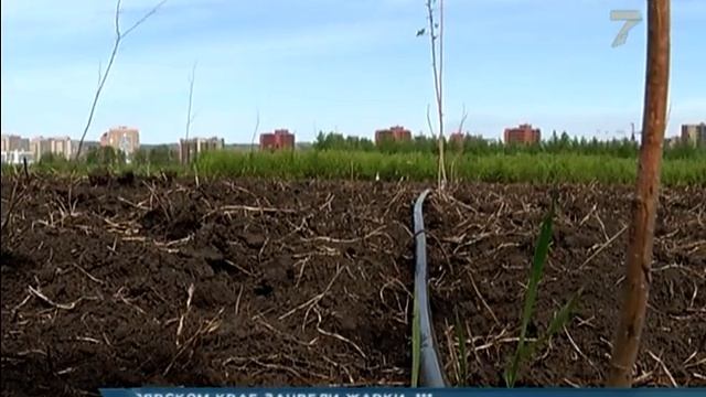 В Красноярске будут выращивать тысячи деревьев и кустарников