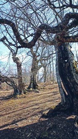 Почтенные буки словно спящие Энты раскинулись по склонам Чатыр-Дага.