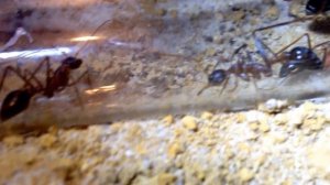 Myrmecia cf. nigriceps Larven