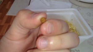 Обзор на зеленый Доширак