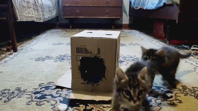 Забавные КОТЯТКИ).. малыши играют с коробкой
#shorts #котята #смешныеживотные