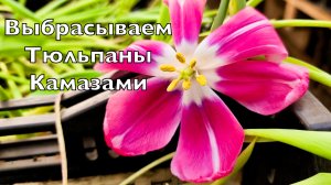 Свое производство | Выбрасываем тюльпаны камазами | Сезон рассады начался | Котлеты с секретом