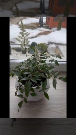 Приобретение растений с открытой