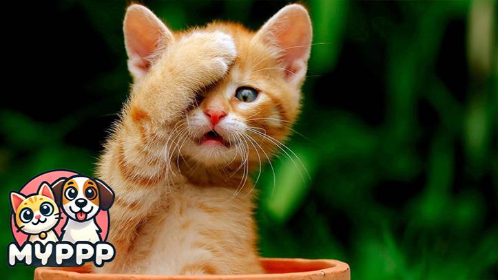 🐈 Коты против проблем – у них свой метод решения! 😹💪