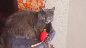 я буду смешить