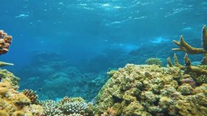 Tchia - Official 'The People' Behind-The-Scenes Video