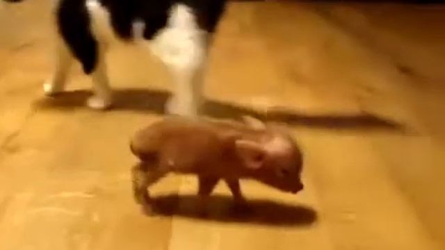 Прикол нападение кота на дикого КАБАНА смотреть онлайн