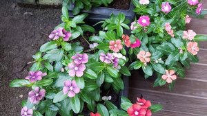 Пикируем катарантусы, рассада из семян