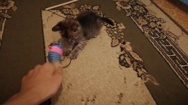 битва кошки и рыбы, гранд финал смотреть онлайн