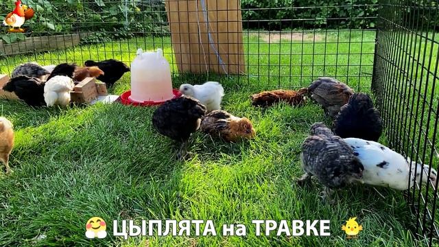 Цыплята несушек на травке в загоне хорошо растут на солнышке 🐥🌿🌞 (5)