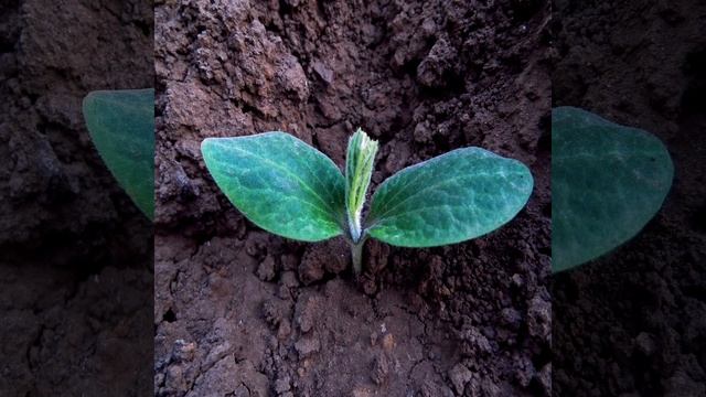 Что делать, если картошка внутри стала пустая: ошибки, которые допустил огородник смотреть онлайн