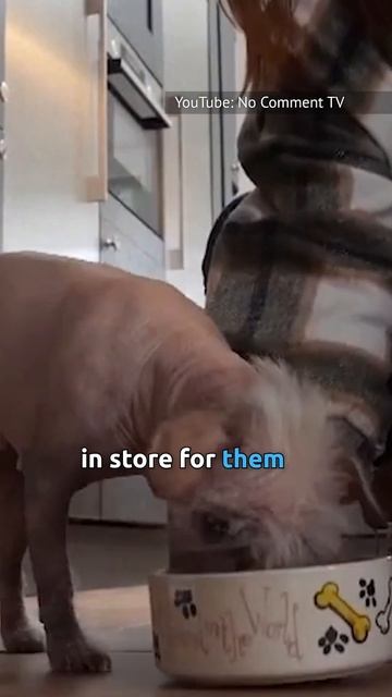 Peggy's Transformation From Ugliest Dog To Dogpool #dogpool #deadpool3 #dogs смотреть онлайн