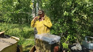 Пчеловодство.Роеловство.Очередной бродячий бакфаст рой прилетел на пасеку. #Роеловство #Пчеловодств