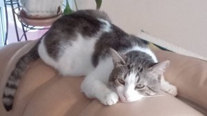 Баргариты Сорванный пикник