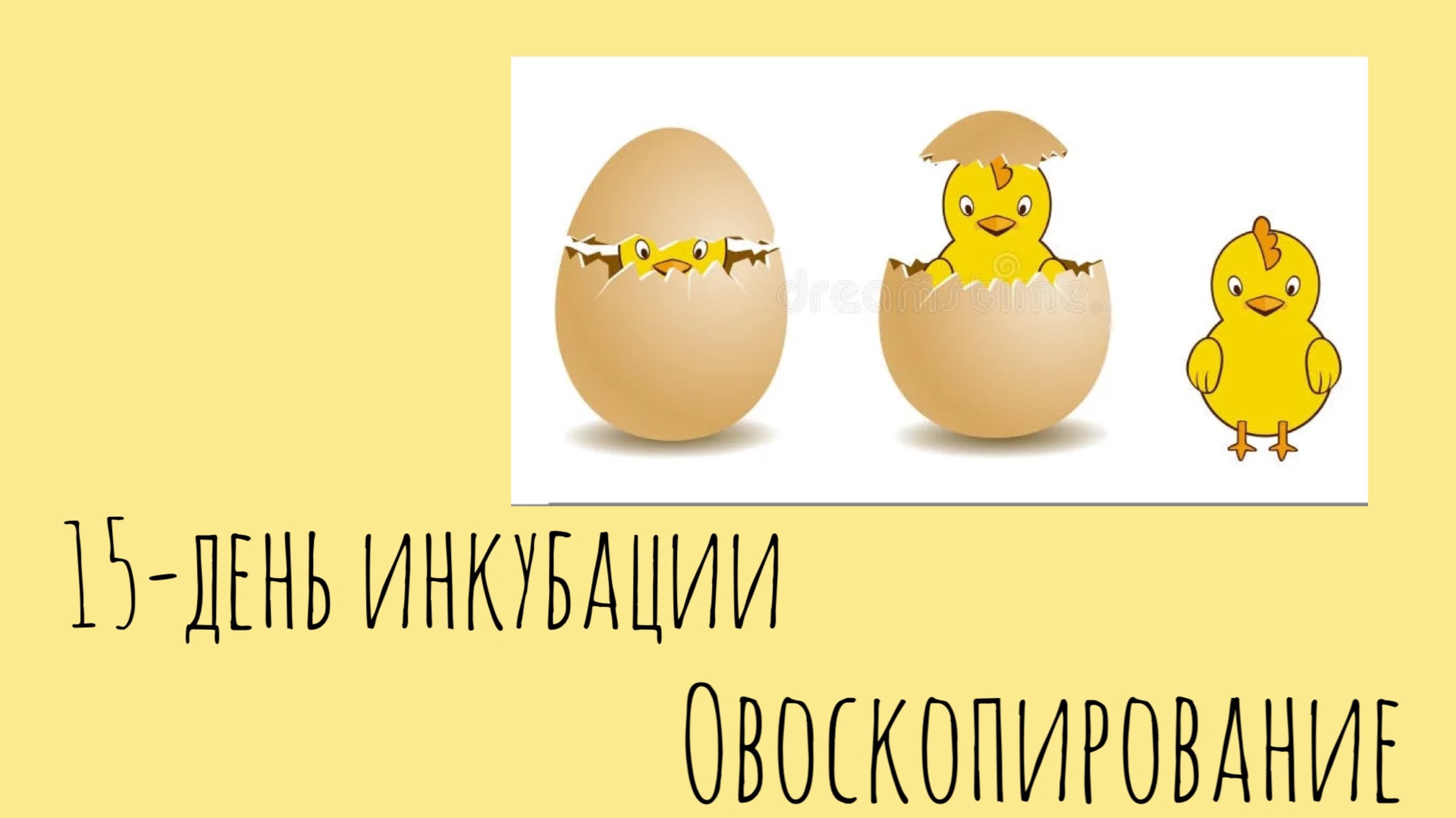 15-й день инкубации. Овоскопирование. смотреть онлайн