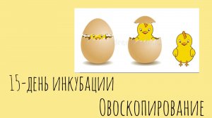 15-й день инкубации. Овоскопирование.