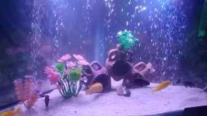 Yello akvarium baliqlari afrika baliqlari