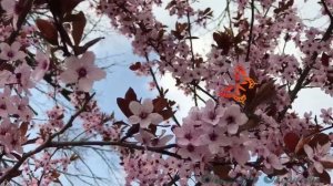 Краски весны