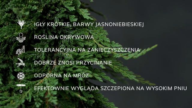 PANCAKE - jałowiec płożący (Juniperus horizontalis 'Pancake') - opis rośliny