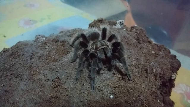 Tarantula being patient.. смотреть онлайн