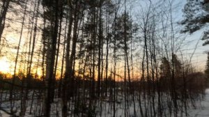 Сумерки в зимнем лесу #2