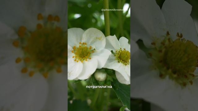 Самая высокоурожайная клубника - фриго 🍓