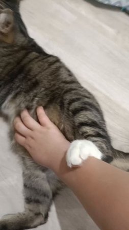 кот