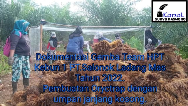 Pembuatan Oryctrap (perangkap kumbang Tanduk/Oryctes) dengan jaring dan umpan janjang tandan kosong