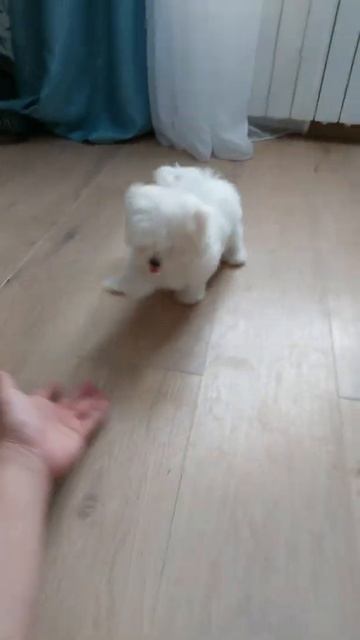 Мальтезе мальчик смотреть онлайн