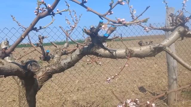 Шкідник на персику Оленка волохата, як і чим боротися. смотреть онлайн