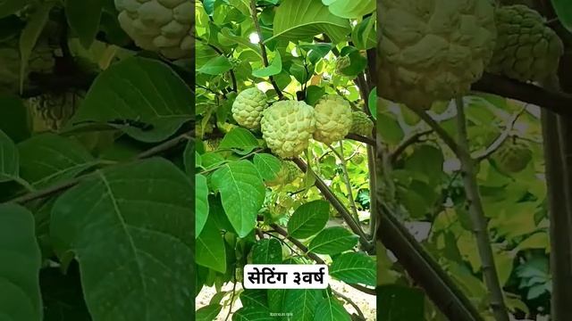 3 वरष सतफळ सटग अश झल हत मतरन शतकर शत shetkri abhijeetkalepatil