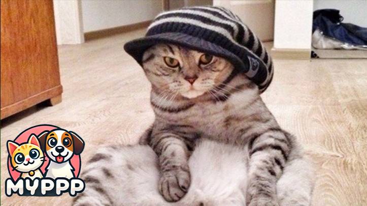🐈 Самые смешные и красивые котята в мире! 😻🎉