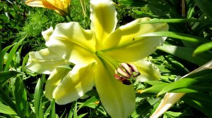 Цветы-6 (слайд-шоу из моих фотографий)