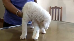 Remove mango worms from dog - Remove mango worms from dog skin Удалите манговых червей с кожи собак