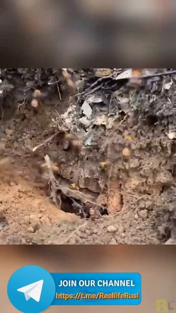 Страшный Шершень 